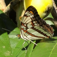 Adelpha zea