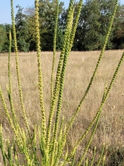 Reseda luteola