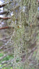Evernia divaricata