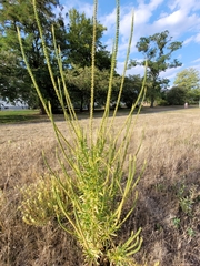 Reseda luteola