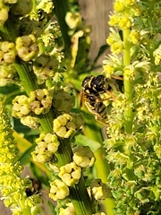 Reseda luteola