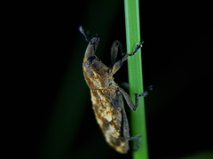 Hypolixus