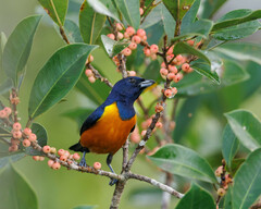 Euphonia rufiventris