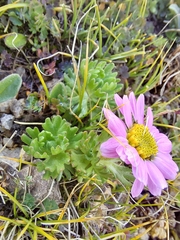 Allardia glabra