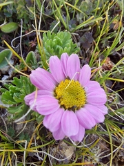 Allardia glabra
