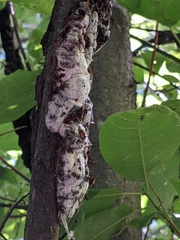 Trichothecium roseum