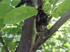 Trichothecium roseum