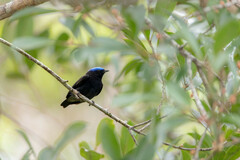 Lepidothrix coronata