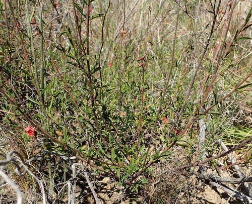 Image of Hermannia flammea by (c) Nicola van Berkel, some rights reserved (CC BY-SA)