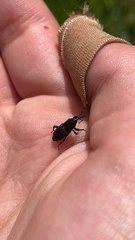 Sphenophorus cariosus