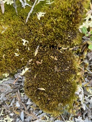 Dicranum groenlandicum