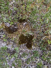 Dicranum groenlandicum