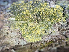 Gyalolechia xanthostigmoidea