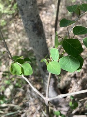 Euphorbia petiolaris