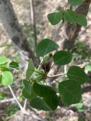 Euphorbia petiolaris
