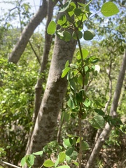 Euphorbia petiolaris
