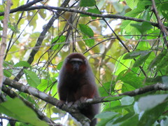 Plecturocebus ornatus