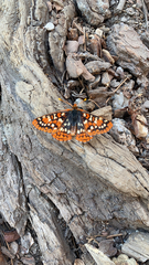 Euphydryas chalcedona sierra