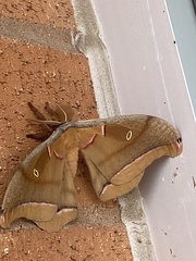 Antheraea polyphemus