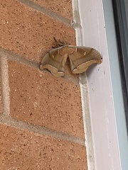 Antheraea polyphemus