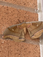 Antheraea polyphemus