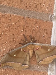 Antheraea polyphemus