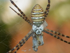 Argiope trifasciata