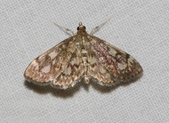 Anania tertialis