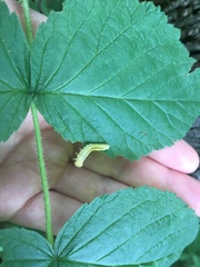 Cimbicidae
