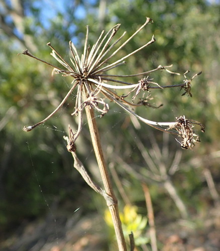 Image of Notobubon laevigatum by (c) Nicola van Berkel, some rights reserved (CC BY-SA)