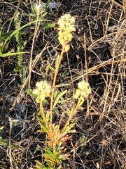 Reseda lutea