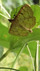 Polygrammodes flavidalis