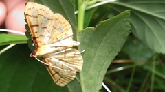 Polygrammodes flavidalis