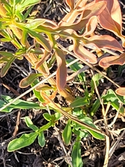Reseda lutea