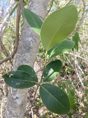 Elaeodendron xylocarpum