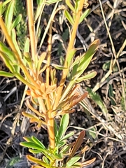 Reseda lutea
