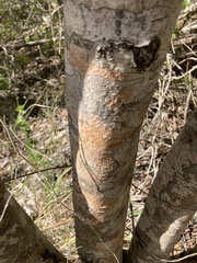 Elaeodendron xylocarpum