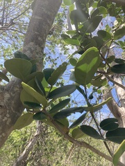 Elaeodendron xylocarpum