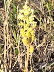 Reseda lutea