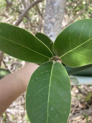 Elaeodendron xylocarpum