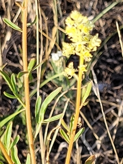 Reseda lutea