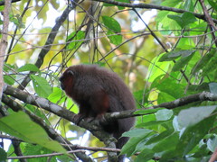 Plecturocebus ornatus