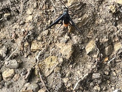 Synanthedon exitiosa