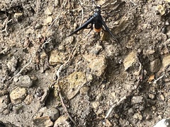 Synanthedon exitiosa