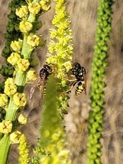 Polistes dominula