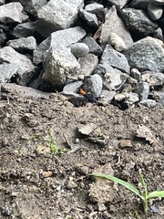 Synanthedon exitiosa