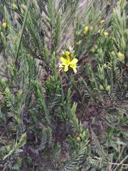 Hypericum juniperinum