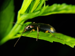 Chlaenius bioculatus