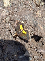 Heliothela