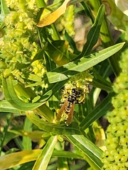 Polistes dominula